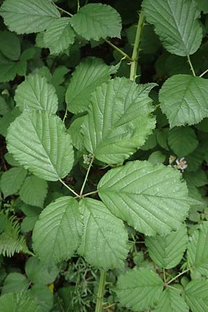 Rubus sulcatus \ Gefurchte Brombeere / Furrowed Bramble, D Salmünster 20.6.2020