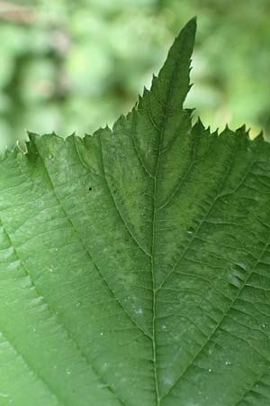 Rubus sulcatus \ Gefurchte Brombeere / Furrowed Bramble, D Salmünster 20.6.2020