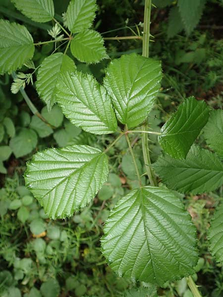 Rubus sulcatus \ Gefurchte Brombeere / Furrowed Bramble, D Salmünster 20.6.2020