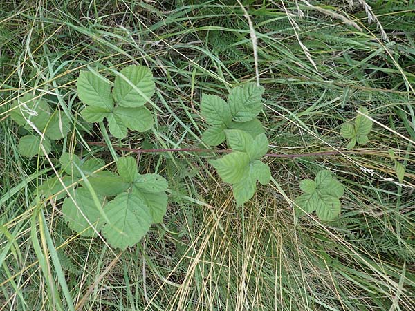 Rubus servaticus ? \ Dickicht-Haselblatt-Brombeere, D Delbrück 29.7.2020