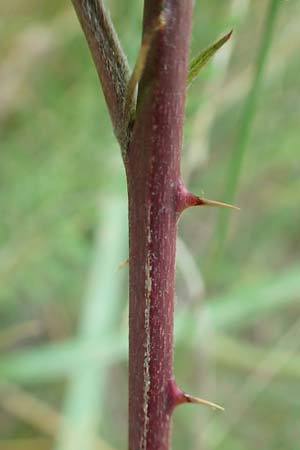 Rubus servaticus ? \ Dickicht-Haselblatt-Brombeere, D Delbrück 29.7.2020