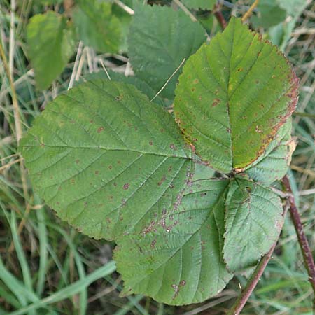 Rubus servaticus ? \ Dickicht-Haselblatt-Brombeere, D Delbrück 29.7.2020