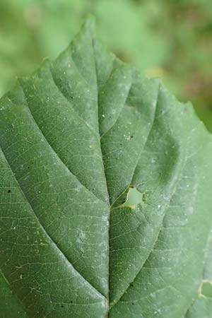 Rubus sprengelii \ Sprengels Brombeere / Sprengel's Bramble, D Odenwald, Hammelbach 27.8.2020