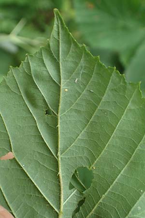 Rubus sprengelii \ Sprengels Brombeere / Sprengel's Bramble, D Odenwald, Hammelbach 27.8.2020