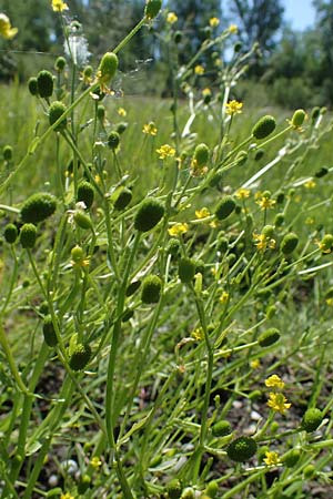 Ranunculus sceleratus \ Gift-Hahnenfu / Celery-Leaved Buttercup, D Offenburg 1.6.2021