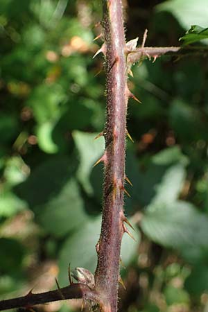 Rubus schumacheri \ Schumachers Brombeere / Schumacher's Bramble, D Reichshof-Oesingen 5.9.2021