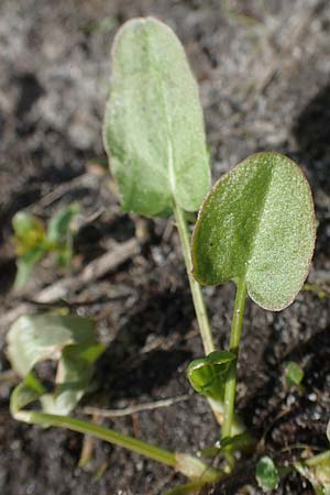 Rumex scutatus \ Schild-Ampfer / French Sorrel, D Elmpt 6.9.2021