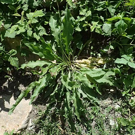 Rumex stenophyllus, Kratzbeere