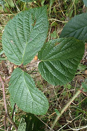 Rubus subcordatus \ Herzhnliche Brombeere / Heart-Leaved Bramble, D Schwarzwald/Black-Forest, Ruhestein 17.10.2025