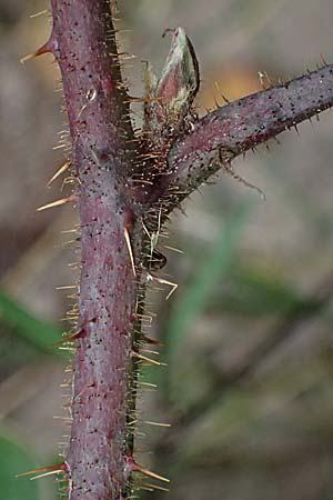 Rubus subcordatus \ Herzhnliche Brombeere / Heart-Leaved Bramble, D Schwarzwald/Black-Forest, Ruhestein 17.10.2025