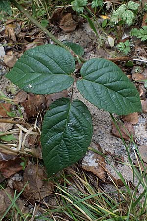 Rubus subcordatus \ Herzhnliche Brombeere / Heart-Leaved Bramble, D Schwarzwald/Black-Forest, Ruhestein 17.10.2025