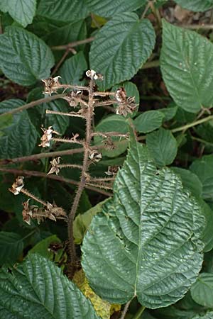 Rubus subcordatus \ Herzhnliche Brombeere / Heart-Leaved Bramble, D Schwarzwald/Black-Forest, Ruhestein 17.10.2025