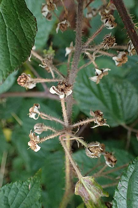 Rubus subcordatus \ Herzhnliche Brombeere / Heart-Leaved Bramble, D Schwarzwald/Black-Forest, Ruhestein 17.10.2025