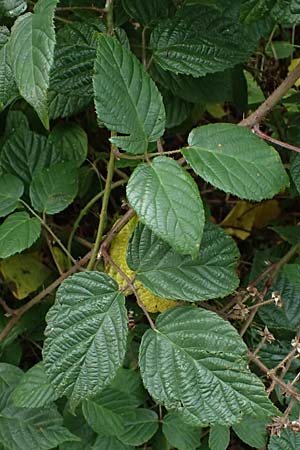 Rubus subcordatus \ Herzhnliche Brombeere / Heart-Leaved Bramble, D Schwarzwald/Black-Forest, Ruhestein 17.10.2025