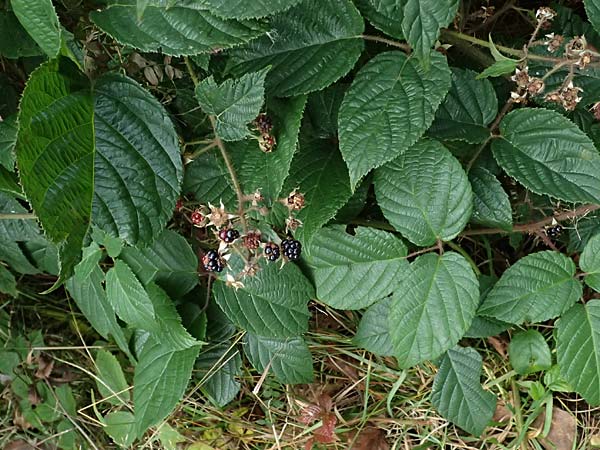 Rubus subcordatus \ Herzhnliche Brombeere / Heart-Leaved Bramble, D Schwarzwald/Black-Forest, Ruhestein 17.10.2025