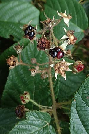Rubus subcordatus \ Herzhnliche Brombeere / Heart-Leaved Bramble, D Schwarzwald/Black-Forest, Ruhestein 17.10.2025