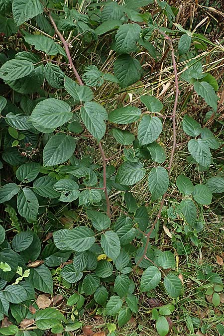 Rubus subcordatus \ Herzhnliche Brombeere / Heart-Leaved Bramble, D Schwarzwald/Black-Forest, Ruhestein 17.10.2025