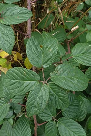 Rubus subcordatus \ Herzhnliche Brombeere / Heart-Leaved Bramble, D Schwarzwald/Black-Forest, Ruhestein 17.10.2025