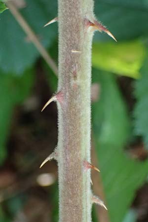 Rubus sprengelii \ Sprengels Brombeere / Sprengel's Bramble, D Olpe 2.9.2026