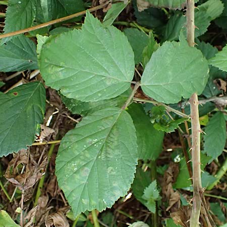 Rubus sprengelii \ Sprengels Brombeere / Sprengel's Bramble, D Olpe 2.9.2026