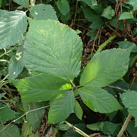 Rubus sprengelii \ Sprengels Brombeere / Sprengel's Bramble, D Olpe 2.9.2026