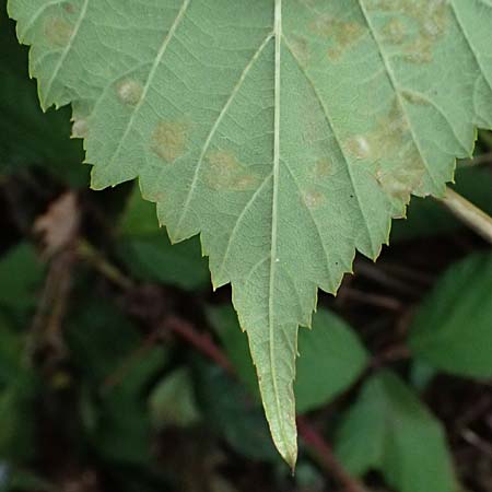 Rubus sprengelii \ Sprengels Brombeere / Sprengel's Bramble, D Olpe 2.9.2026