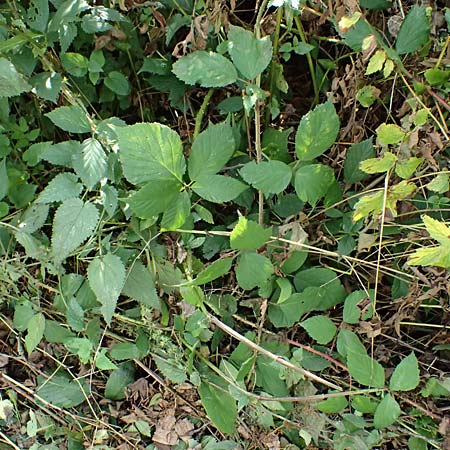 Rubus sprengelii \ Sprengels Brombeere / Sprengel's Bramble, D Olpe 2.9.2026