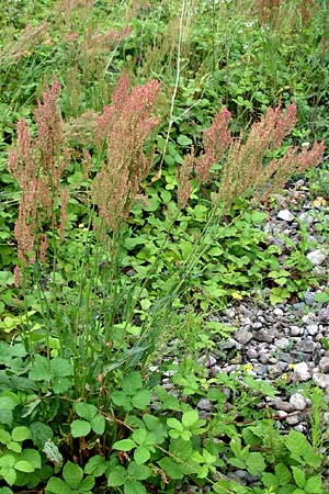 Rumex thyrsiflorus \ Straubltiger Sauer-Ampfer / Thyrse Sorrel, D Freiburg 12.7.2008
