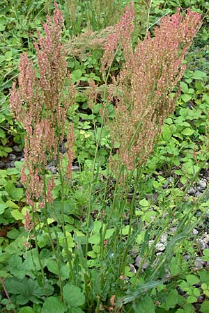 Rumex thyrsiflorus \ Straubltiger Sauer-Ampfer / Thyrse Sorrel, D Freiburg 12.7.2008