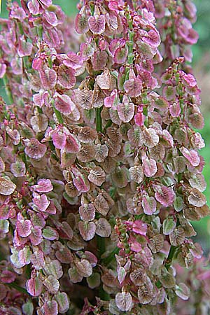 Rumex thyrsiflorus \ Straubltiger Sauer-Ampfer / Thyrse Sorrel, D Freiburg 12.7.2008