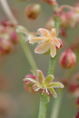 Rumex tenuifolius \ Schmalblttriger Sauer-Ampfer / Narrow-Leaved Sheep's Sorrel, D Viernheim 1.5.2018