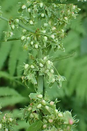 Rumex obtusifolius subsp. obtusifolius \ Stumpfblatt-Ampfer / Broad-Leaved Dock, D Ettenheimmünster 16.7.2019