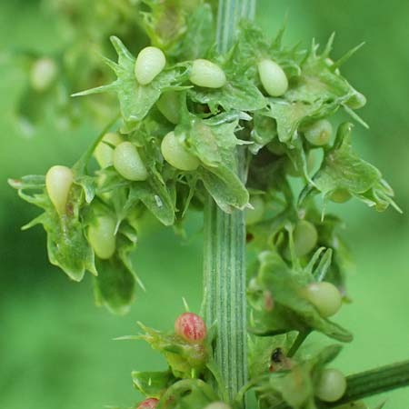 Rumex obtusifolius subsp. obtusifolius \ Stumpfblatt-Ampfer / Broad-Leaved Dock, D Ettenheimmünster 16.7.2019