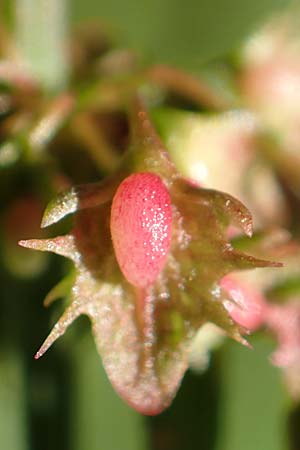 Rumex obtusifolius subsp. obtusifolius \ Stumpfblatt-Ampfer / Broad-Leaved Dock, D Ettenheimmünster 16.7.2019