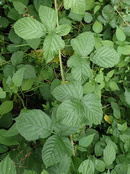 Rubus hadracanthos \ Dickstachelige Haselblatt-Brombeere / Thick-Spined Bramble, D Calden-Ehrsten 29.7.2019