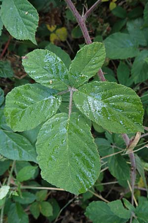 Rubus tauni \ Taunus-Brombeere, D Taunus, Königstein 4.8.2019