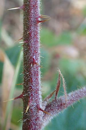 Rubus tauni \ Taunus-Brombeere, D Taunus, Königstein 4.8.2019