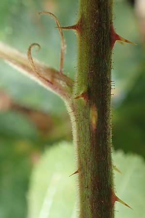 Rubus rotundifoliatus \ Rundblttrige Haselblatt-Brombeere / Round-Leaved Bramble, D Karlsruhe 14.8.2019