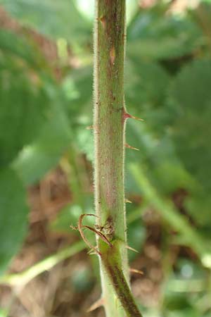 Rubus rotundifoliatus \ Rundblttrige Haselblatt-Brombeere / Round-Leaved Bramble, D Karlsruhe 14.8.2019