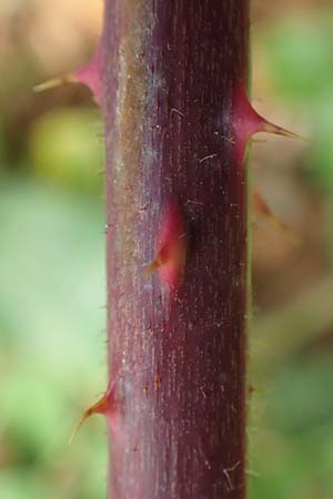 Rubus rotundifoliatus \ Rundblttrige Haselblatt-Brombeere / Round-Leaved Bramble, D Karlsruhe 14.8.2019