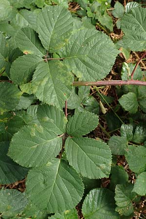 Rubus rotundifoliatus \ Rundblttrige Haselblatt-Brombeere / Round-Leaved Bramble, D Karlsruhe 14.8.2019