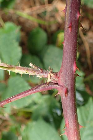 Rubus rotundifoliatus \ Rundblttrige Haselblatt-Brombeere / Round-Leaved Bramble, D Karlsruhe 14.8.2019