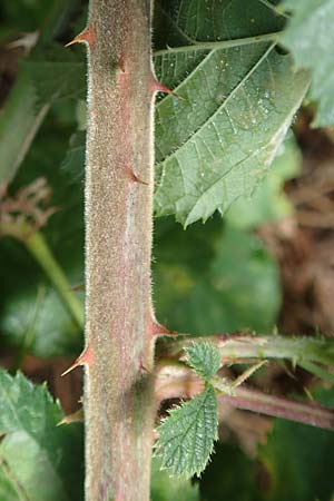 Rubus rotundifoliatus \ Rundblttrige Haselblatt-Brombeere / Round-Leaved Bramble, D Karlsruhe 14.8.2019