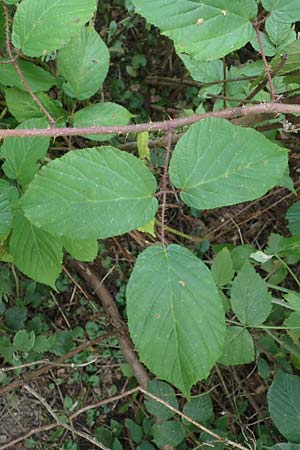 Rubus tereticaulis \ Rundstngelige Brombeere / Round-Stem Bramble, D Ettlingen-Schluttenbach 18.8.2019