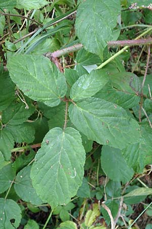 Rubus tereticaulis \ Rundstngelige Brombeere / Round-Stem Bramble, D Ettlingen-Schluttenbach 18.8.2019