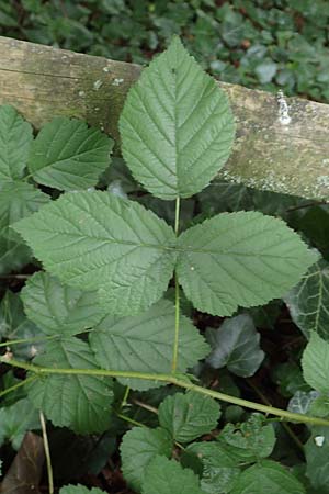 Rubus tenuihabitus ? \ Zarte Haselblatt-Brombeere, D Fröndenberg-Hohenheide 11.6.2020