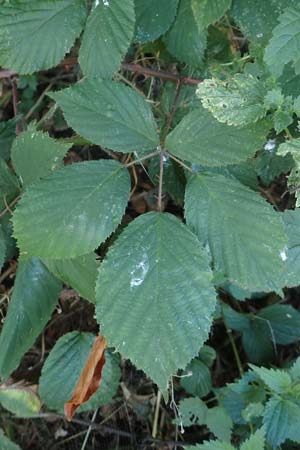 Rubus tuberculatiformis ? \ Falsche Hckerige Haselblatt-Brombeere / Tubercular-Like Bramble, D Hördinghausen-Dahlinghausen 10.9.2020