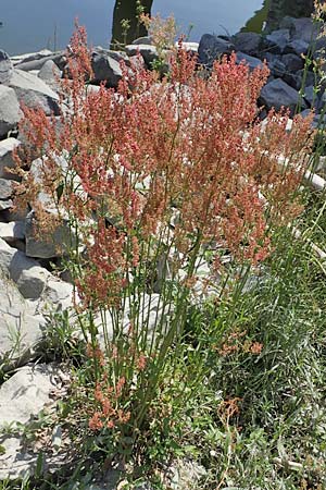 Rumex thyrsiflorus \ Straubltiger Sauer-Ampfer / Thyrse Sorrel, D Mannheim 19.6.2021