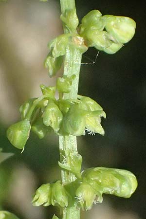 Rumex triangulivalvis \ Weidenblatt-Ampfer / Willow-Leaved Dock, D Duisburg 19.6.2025