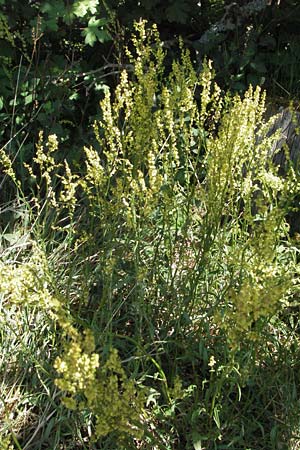Rumex tenuifolius \ Schmalblttriger Sauer-Ampfer / Narrow-Leaved Sheep's Sorrel, D Donnersberg 6.5.2007
